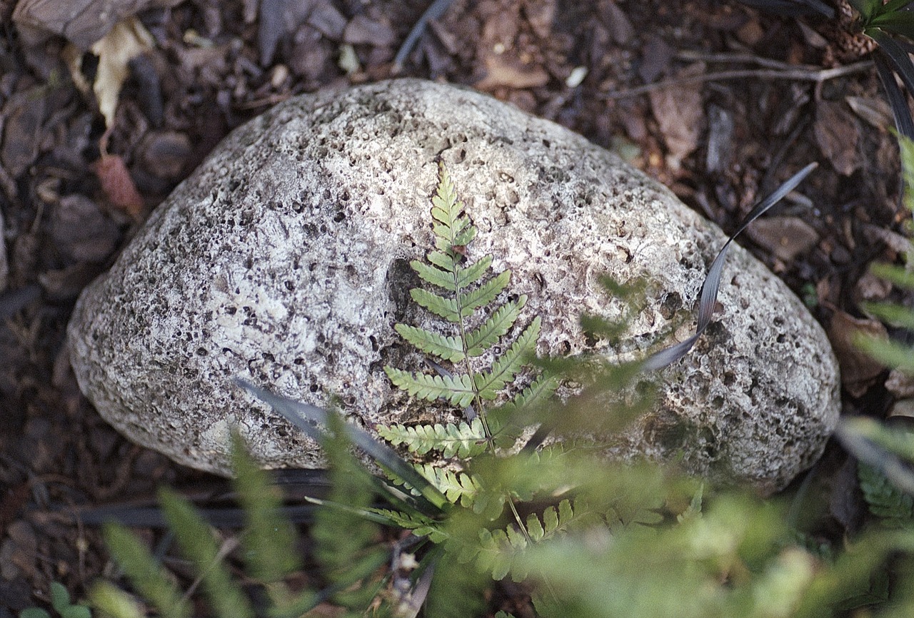 Image - rock fern garden nature green