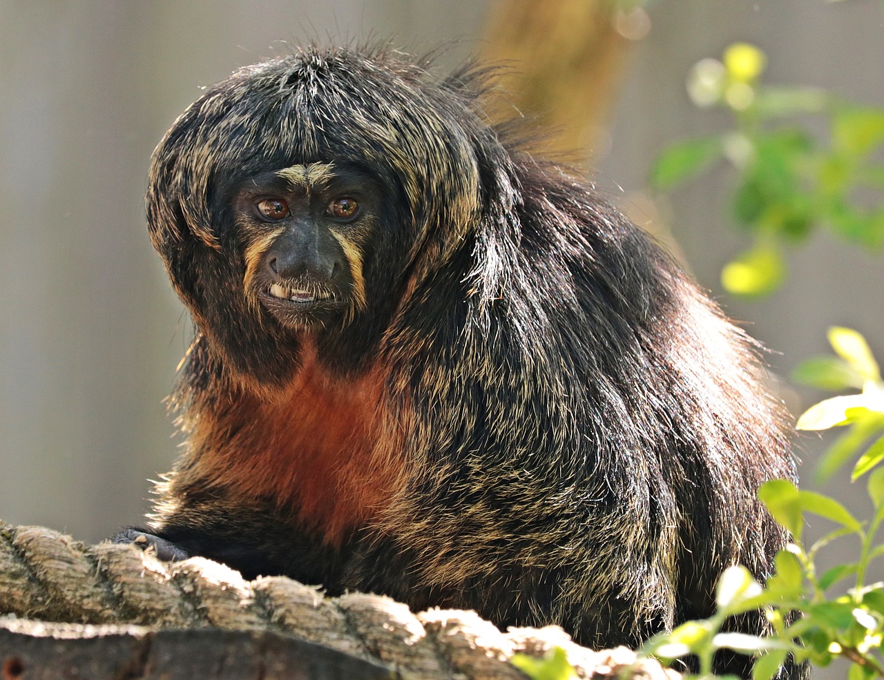 Image - monkey enclosure animal world zoo