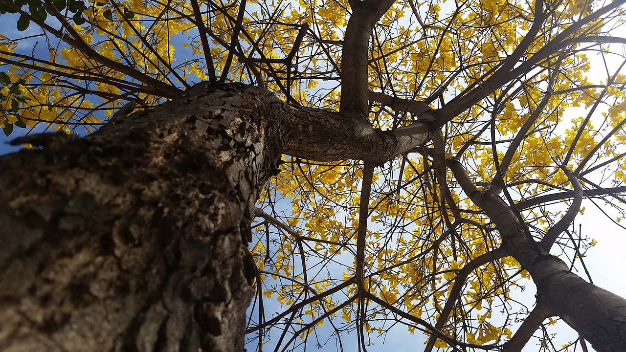 Image - yellow ipê tree nature