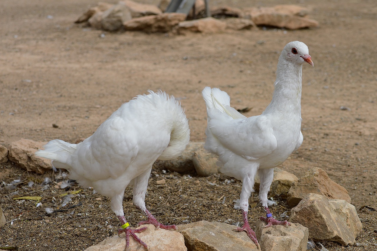 Image - pigeons maltese pigeons white doves