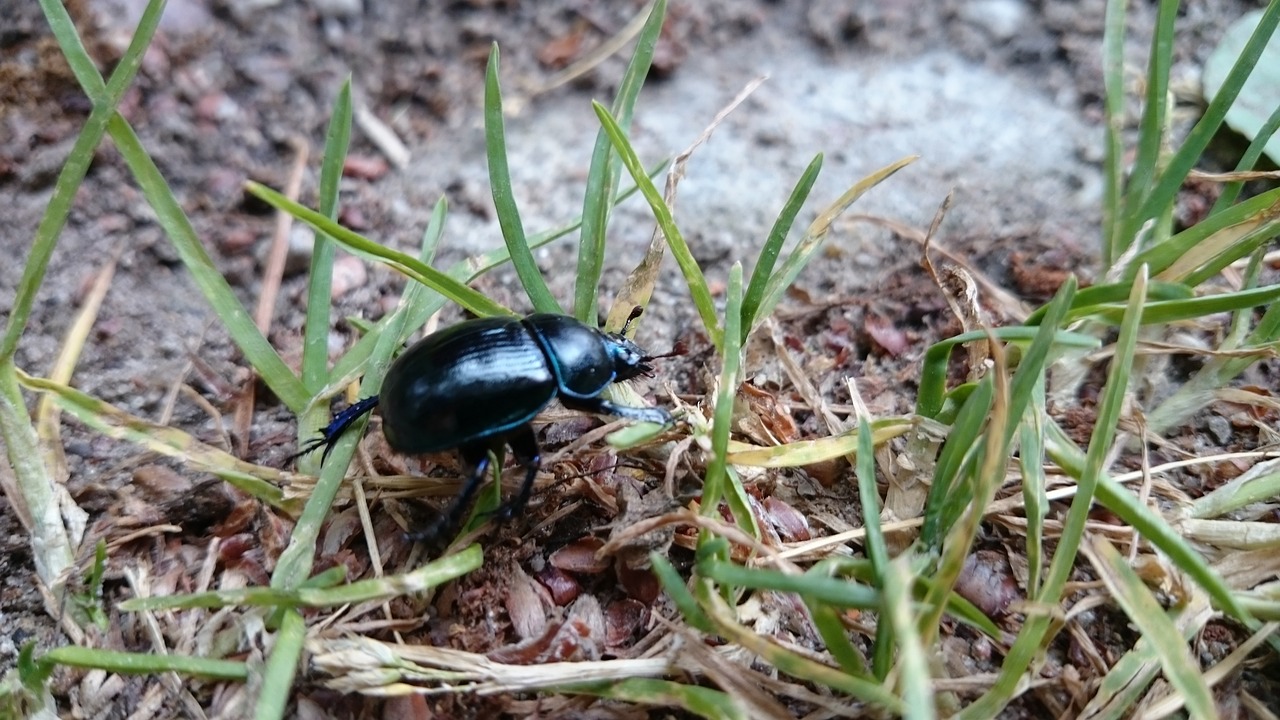 Image - nature plants animals beetle