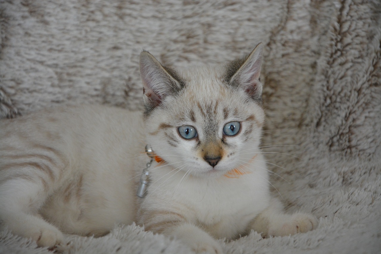 Image - cat kitten blue eyes cute feline