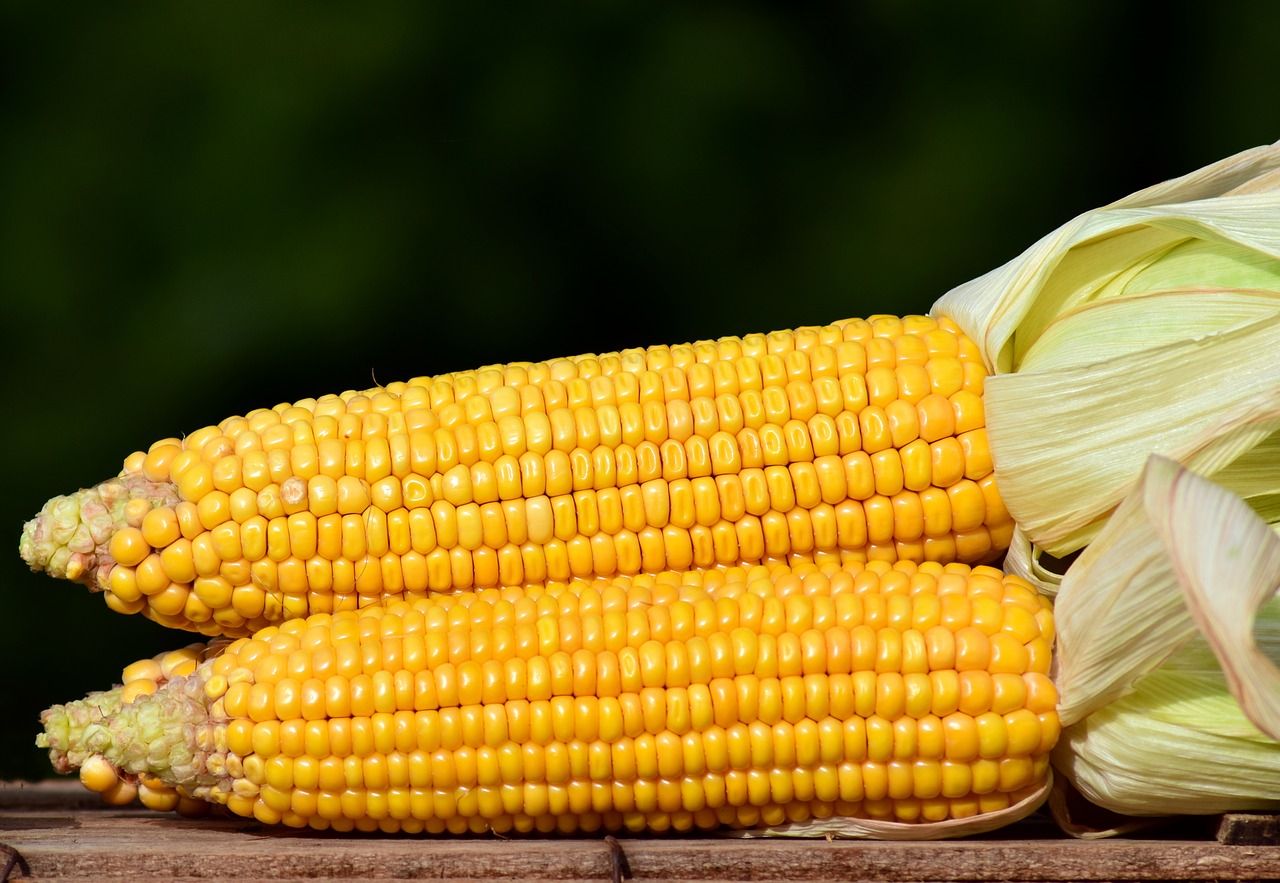 Image - corn corn on the cob food