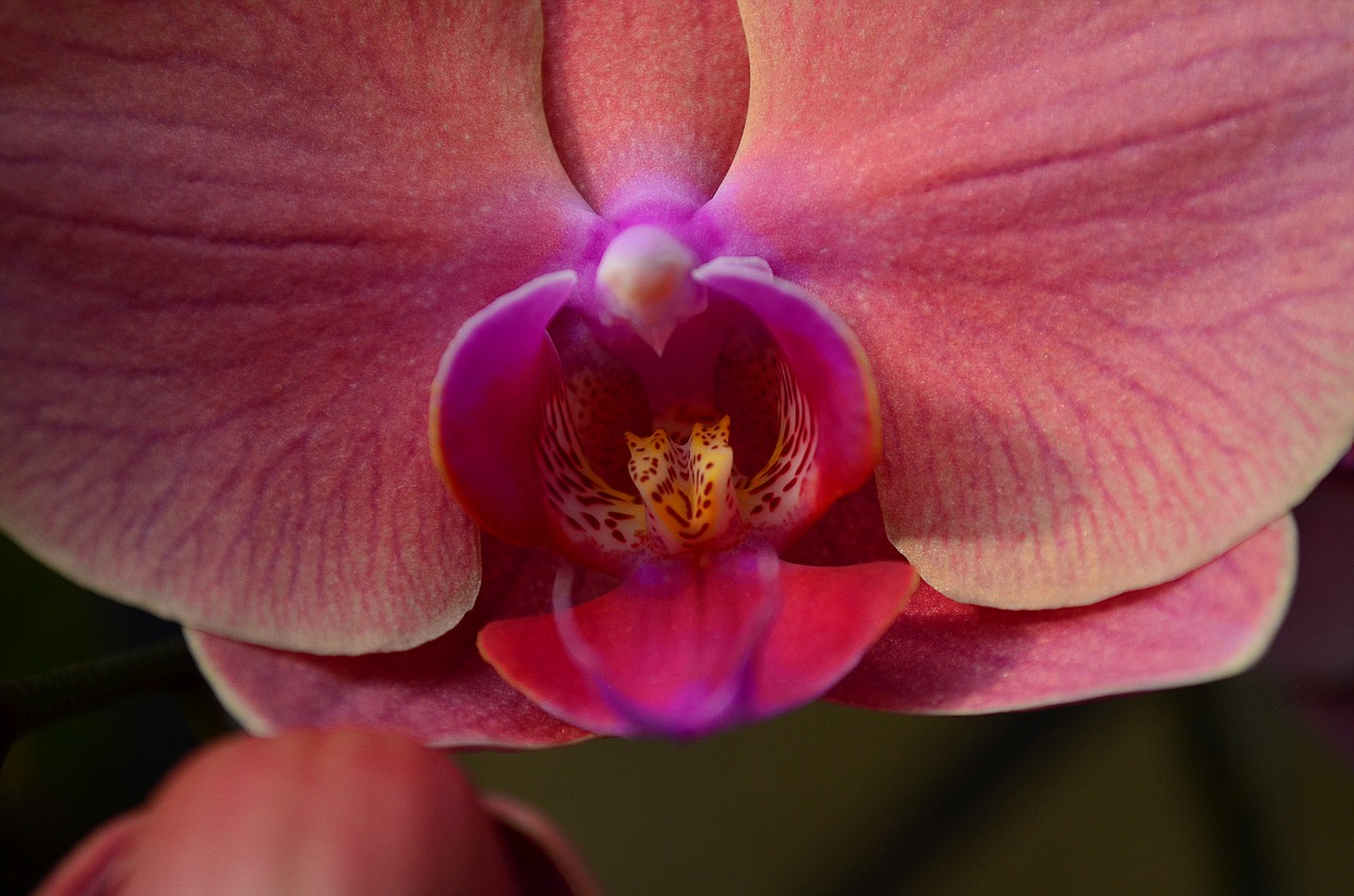 Image - orchid flower blossom bloom macro