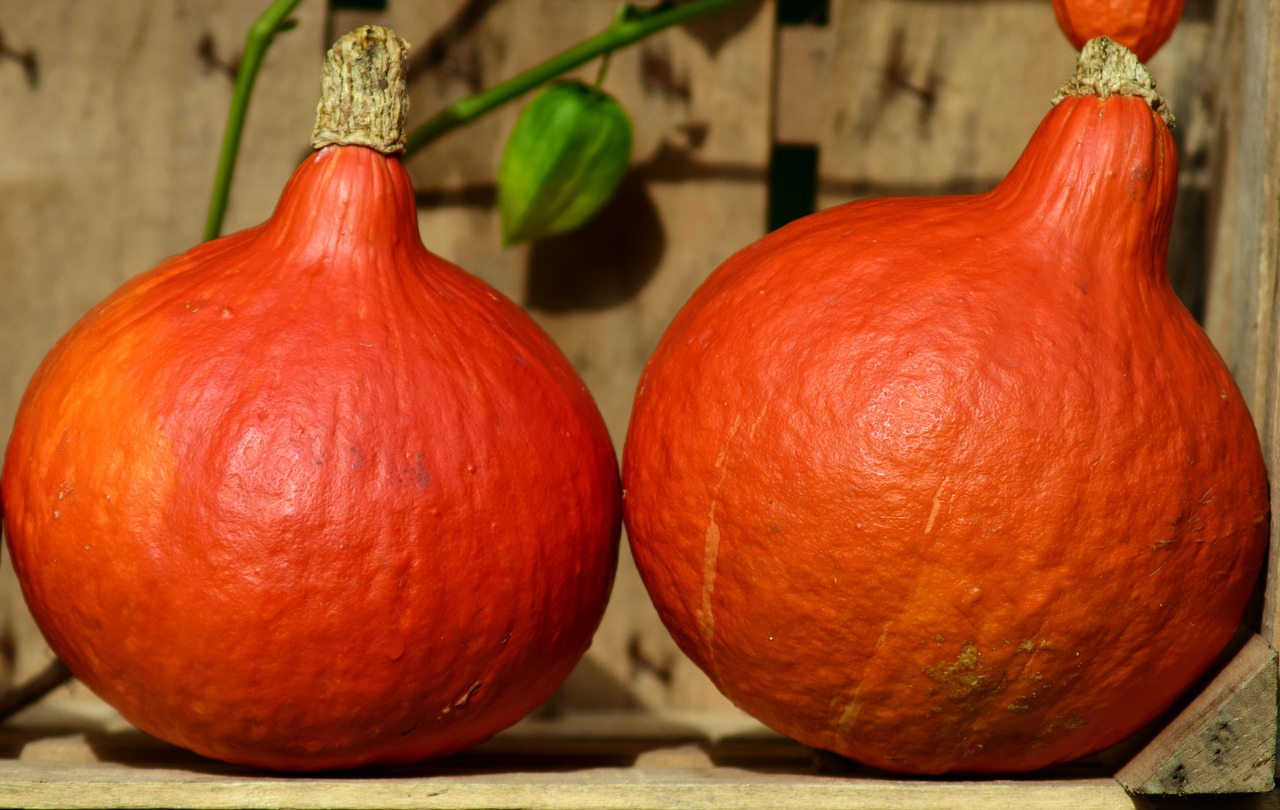 Image - pumpkin hokkaido orange vegetables