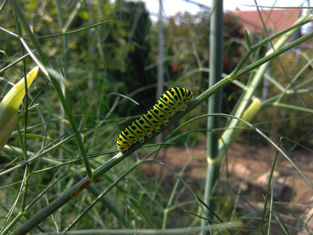 Image - nature caterpillar insect larva