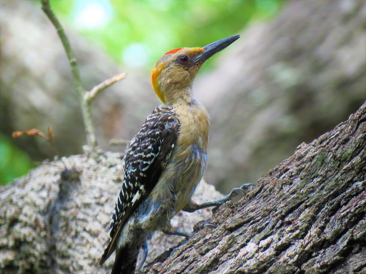 Image - bird woodpecker wildlife colorful