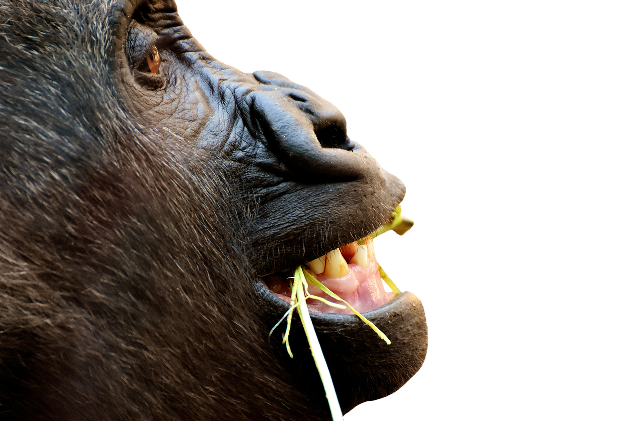 Image - gorilla monkey funny animal zoo