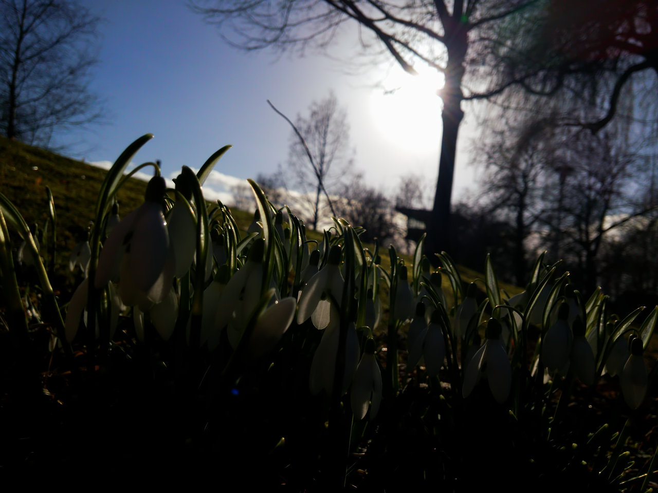 Image - winter snowdrop white nature