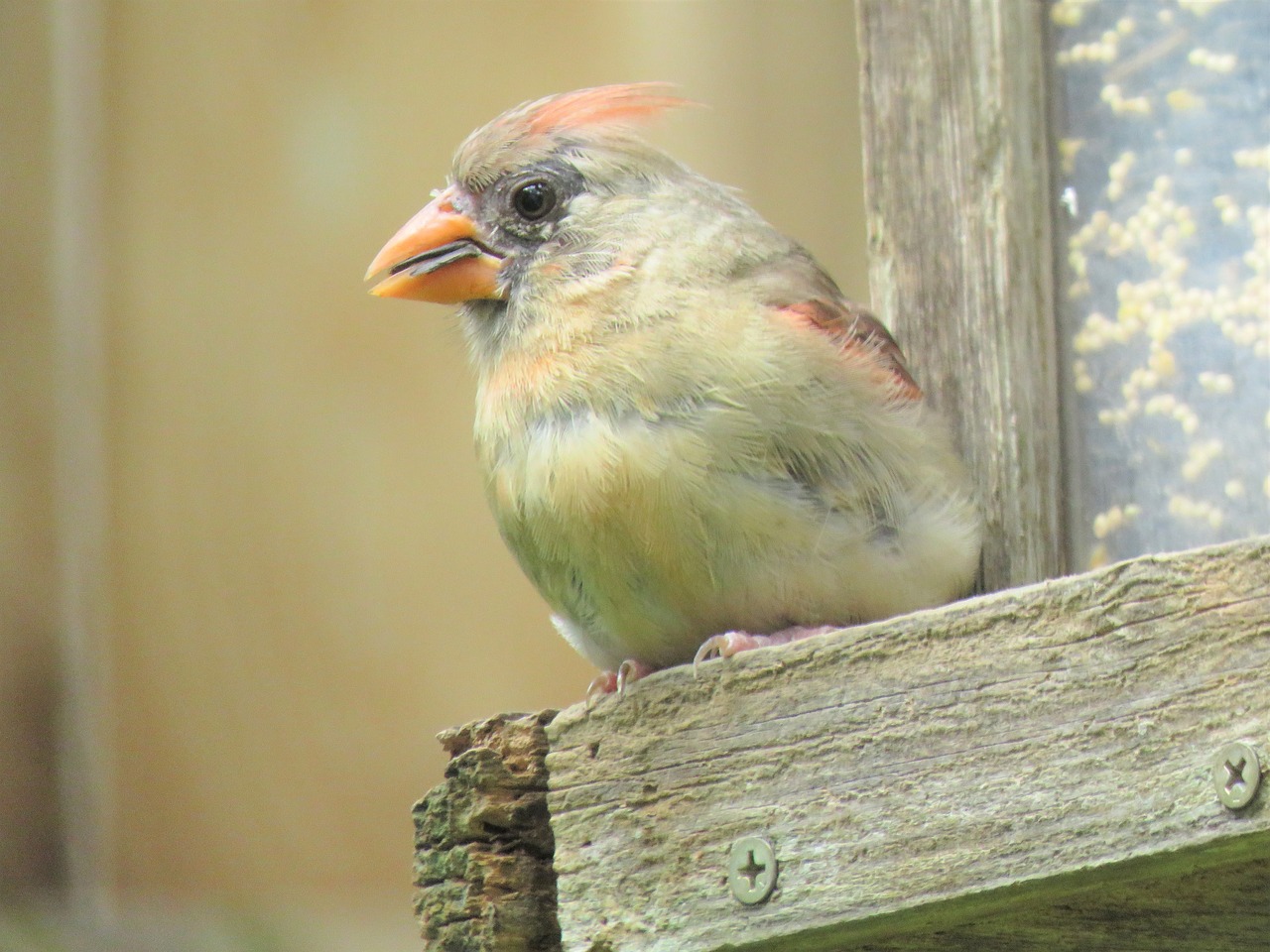 Image - bird female cardinal wildlife