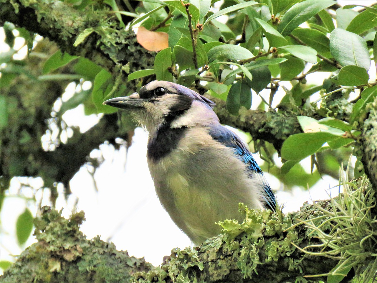 Image - bird blue jay blue and white