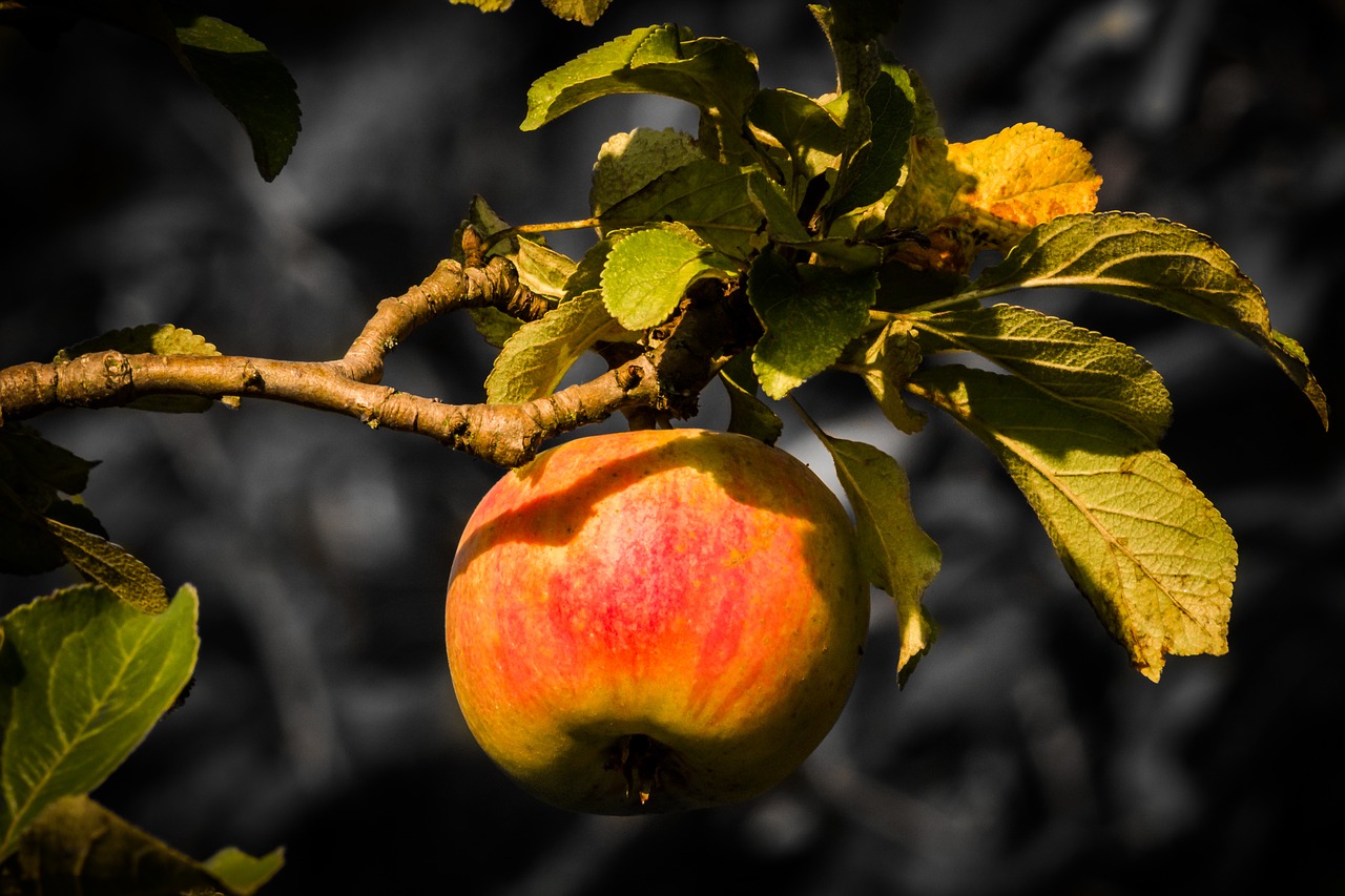 Image - apple yellow nature fruit red