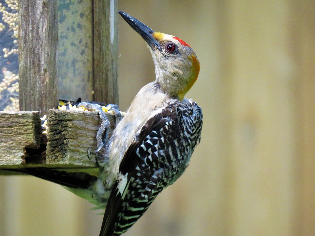 Image - bird colorful close up woodpecker