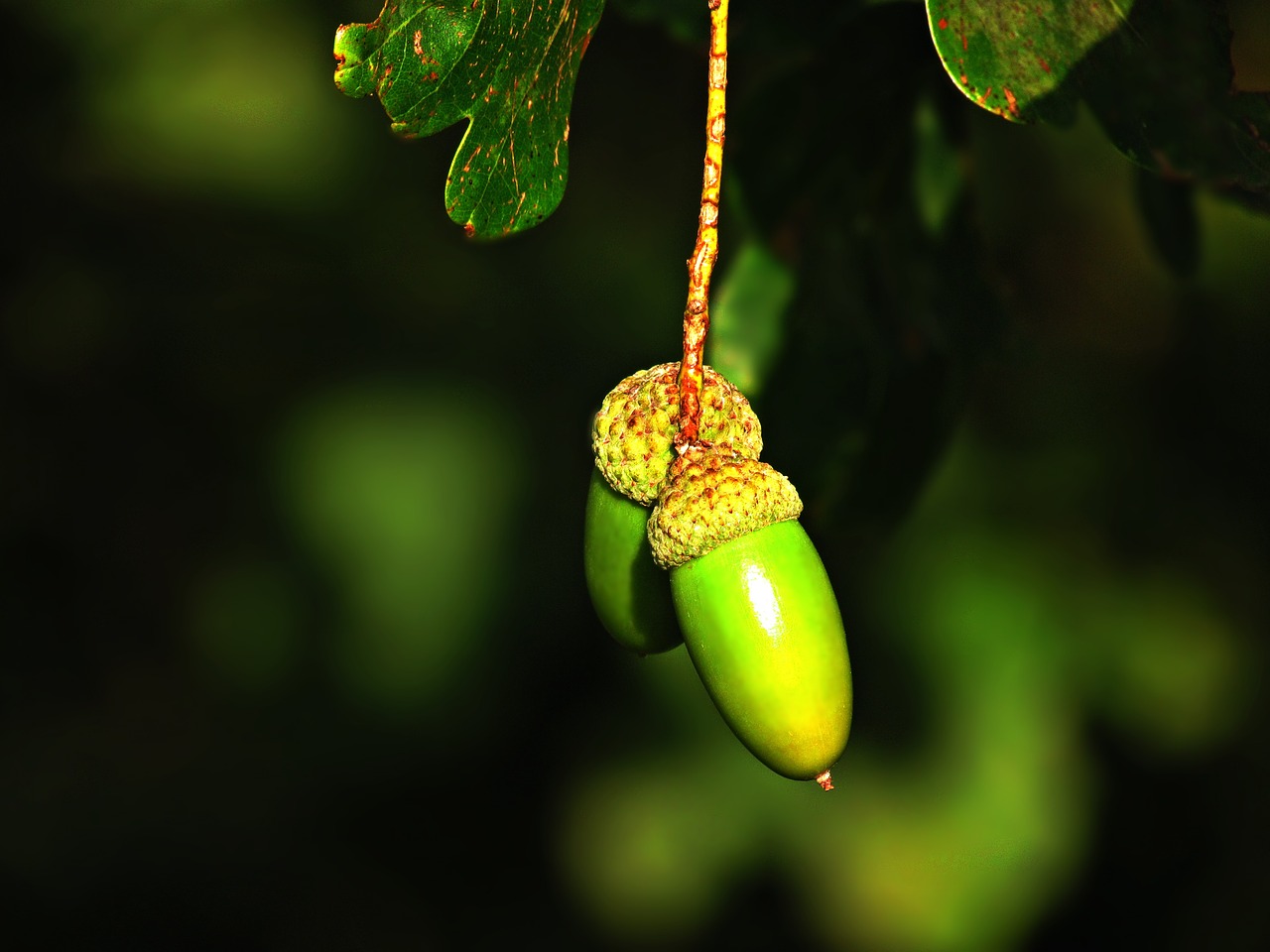 Image - acorn fruit oak green autumn tree