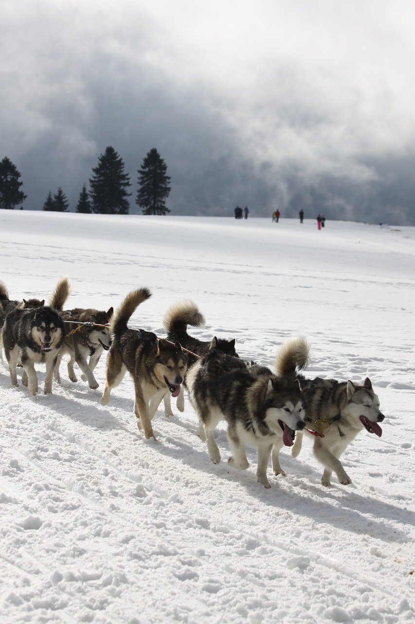 Image - huskies sport snow race pet rudel