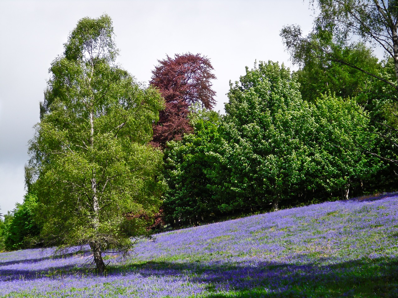 Image - lavender field dunkeld scotland
