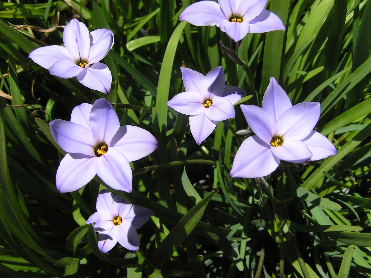 Image - mauve bulb flowers