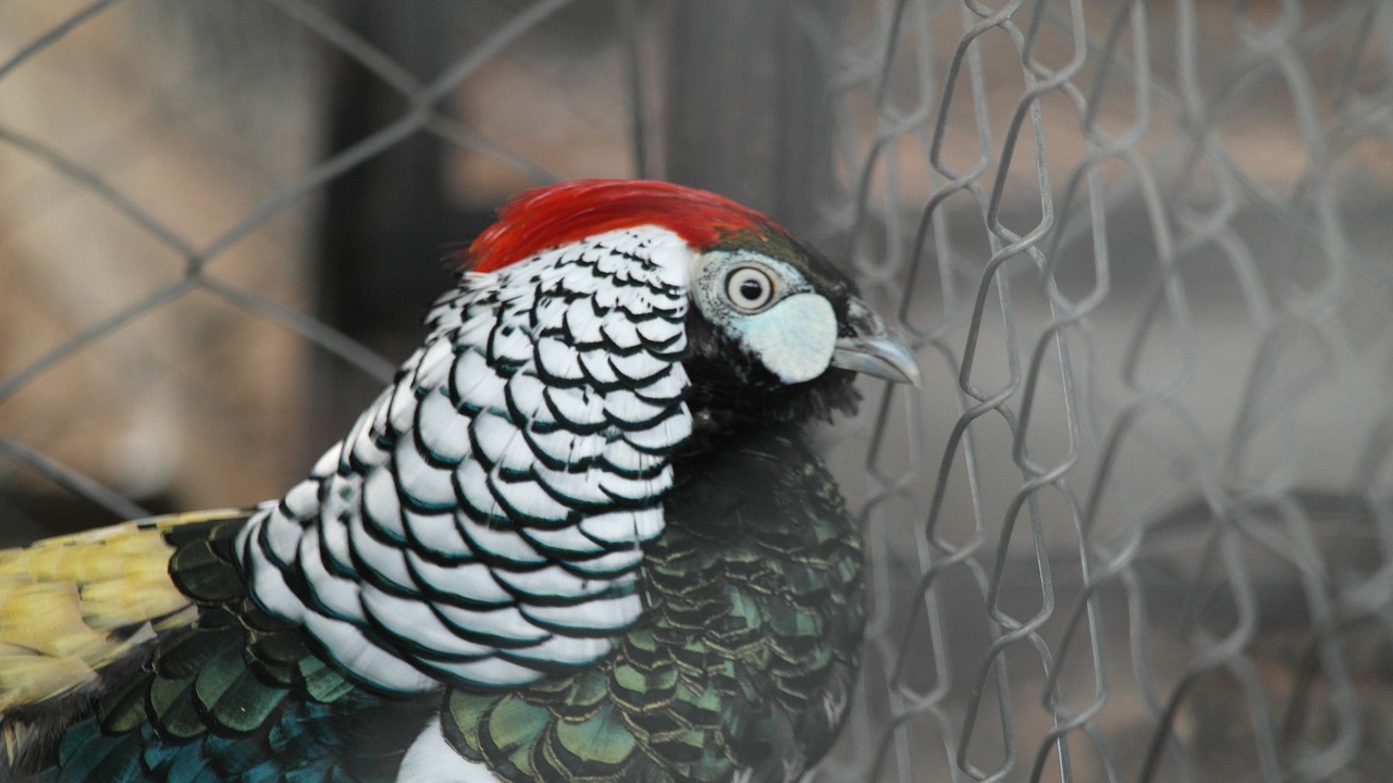 Image - birds colombia nature