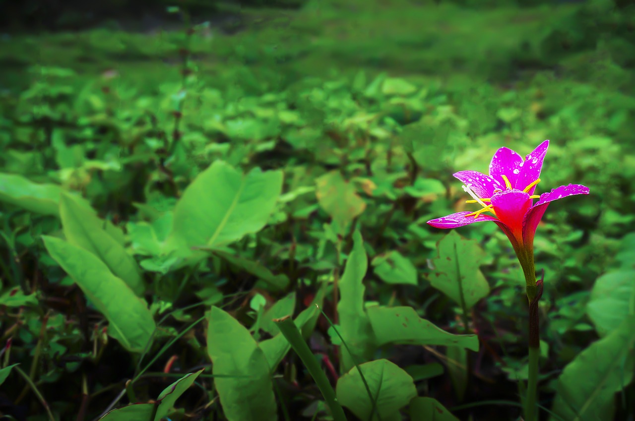 Image - flower garden blooming lone pink
