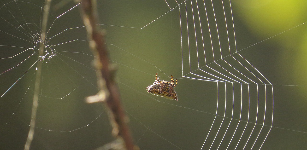 Image - insect web arachnid spider weaving