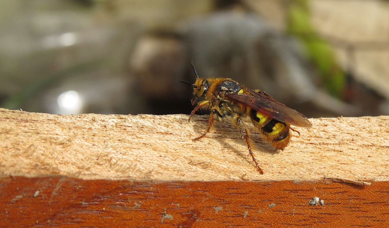 Image - insect yellow jacket nature armenia