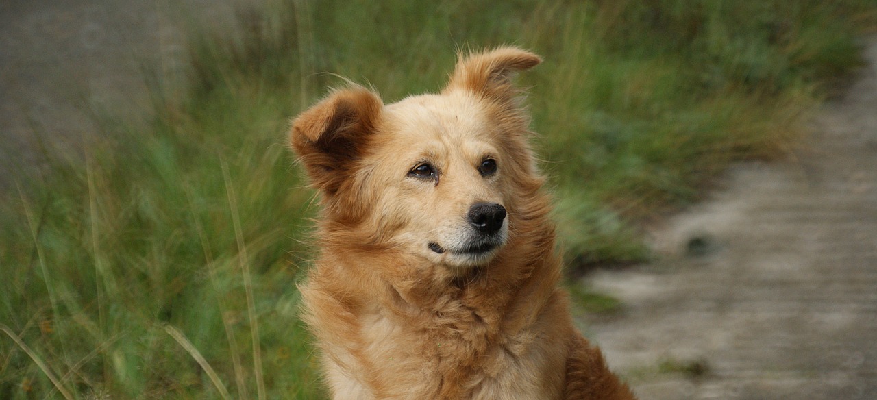 Image - animal dog can domestic armenia