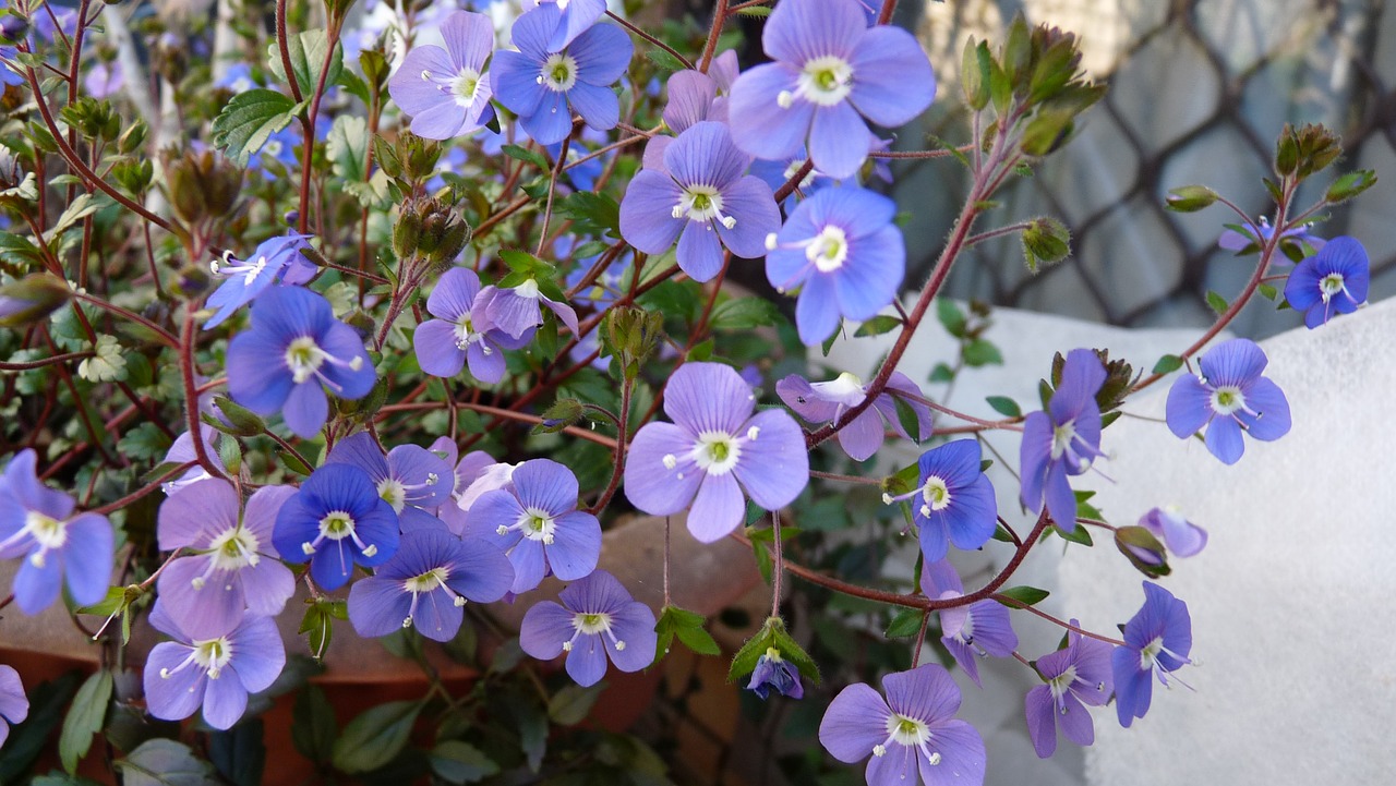 Image - blue flower ground cover