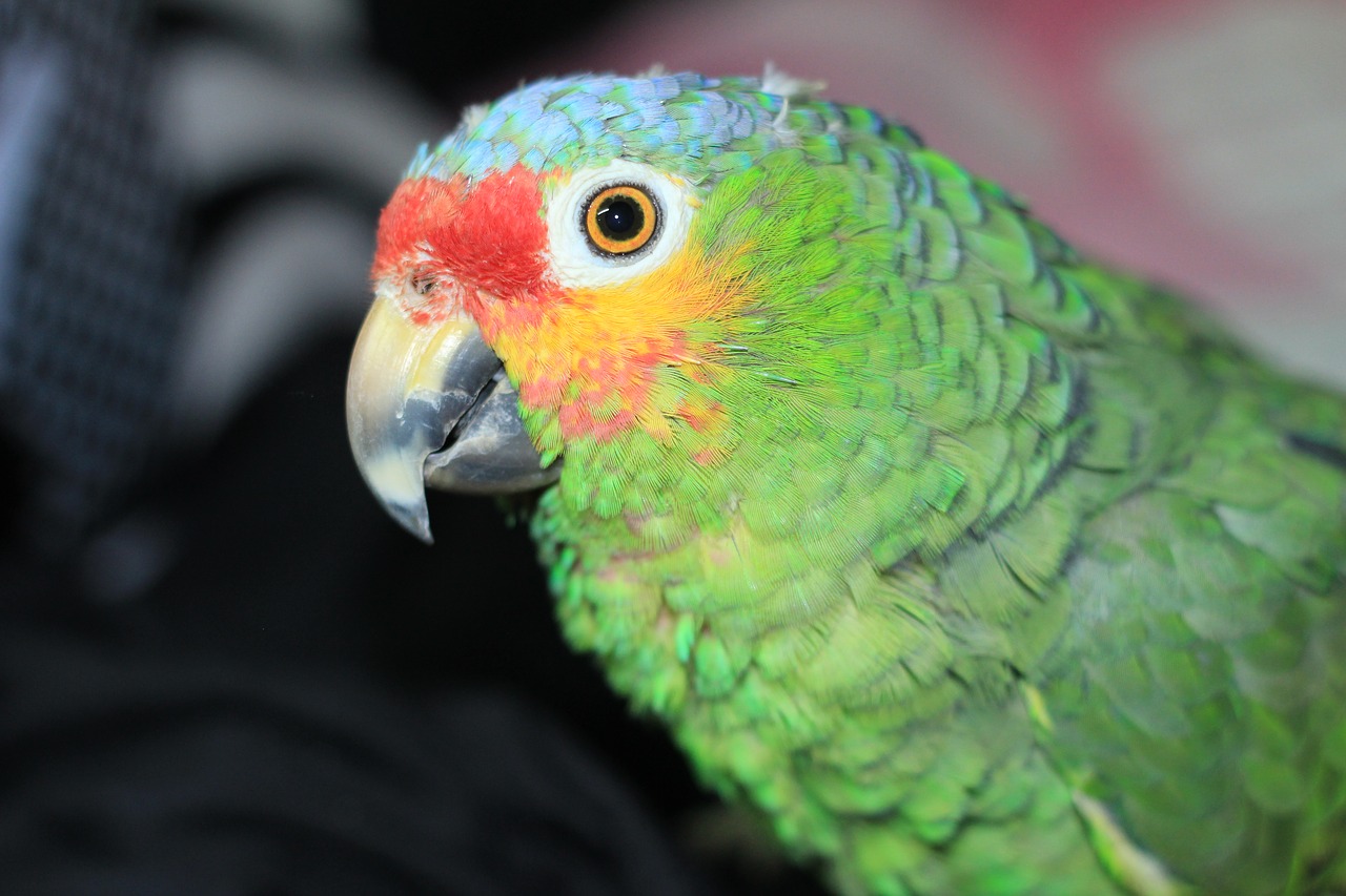 Image - parrot ara birds colorful plumage