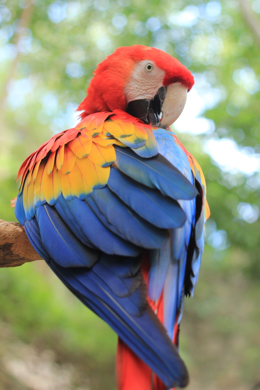 Image - parrot ara birds colorful plumage