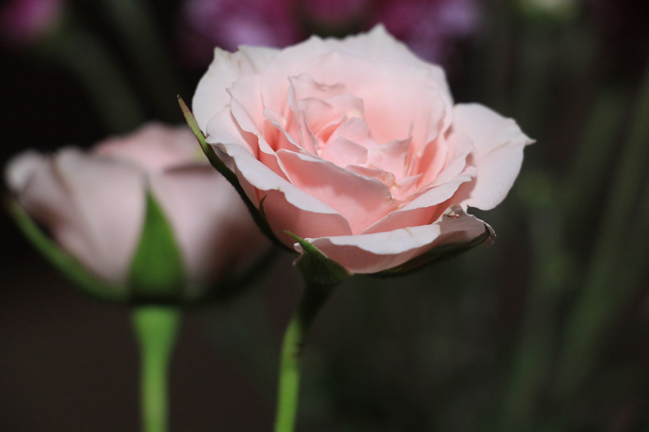 Image - flower flora small flower flowers