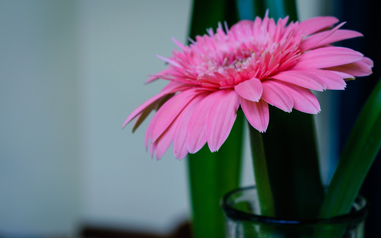 Image - flower beauty beautiful flower pink