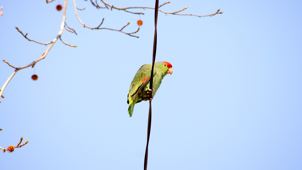 Image - green parrot parrot on a wire