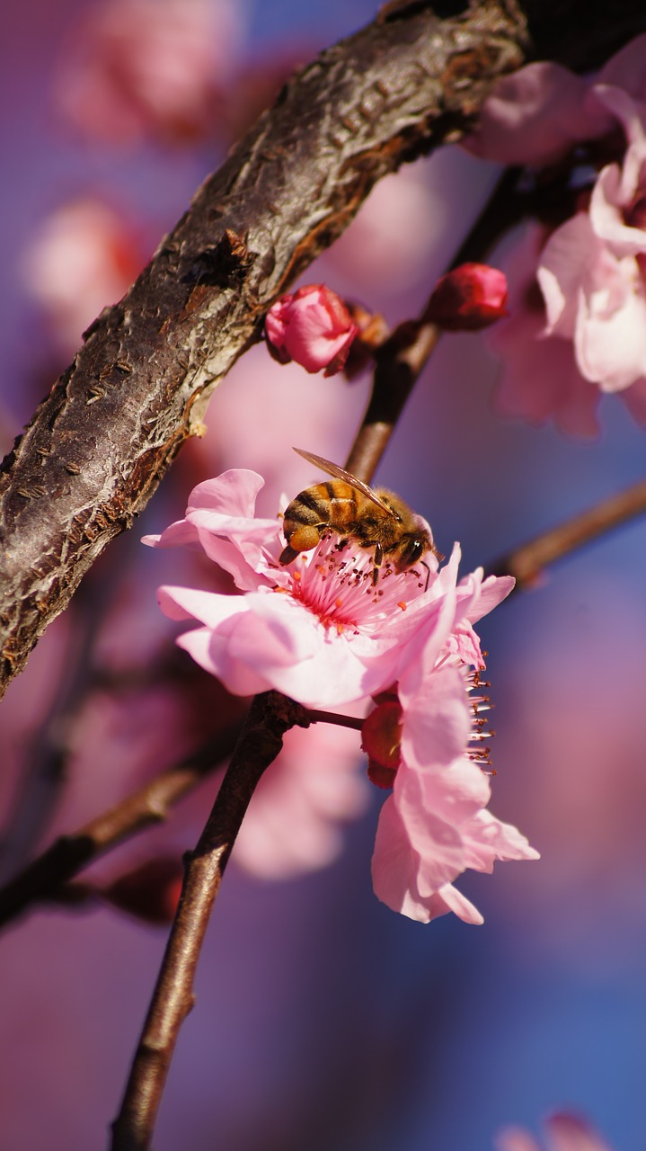 Image - bee pink flower bokeh macro