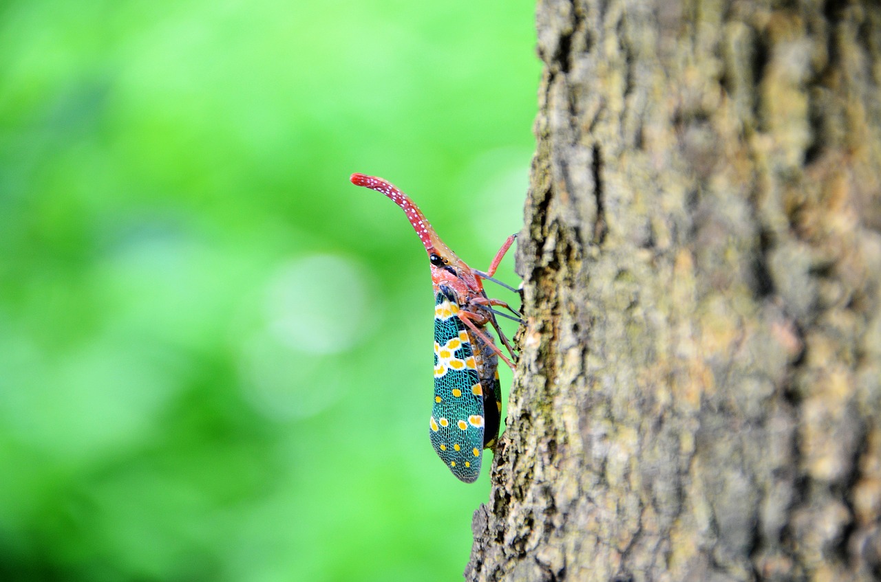 Image - insect weevil the tree on the bugs