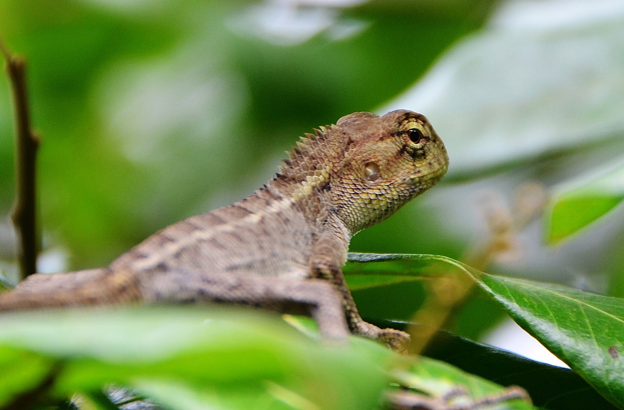 Image - chameleon the leaves lizard