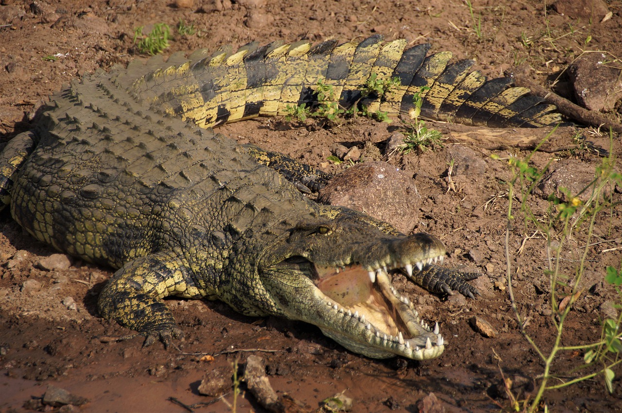 Image - botswana crocodile the chobe river