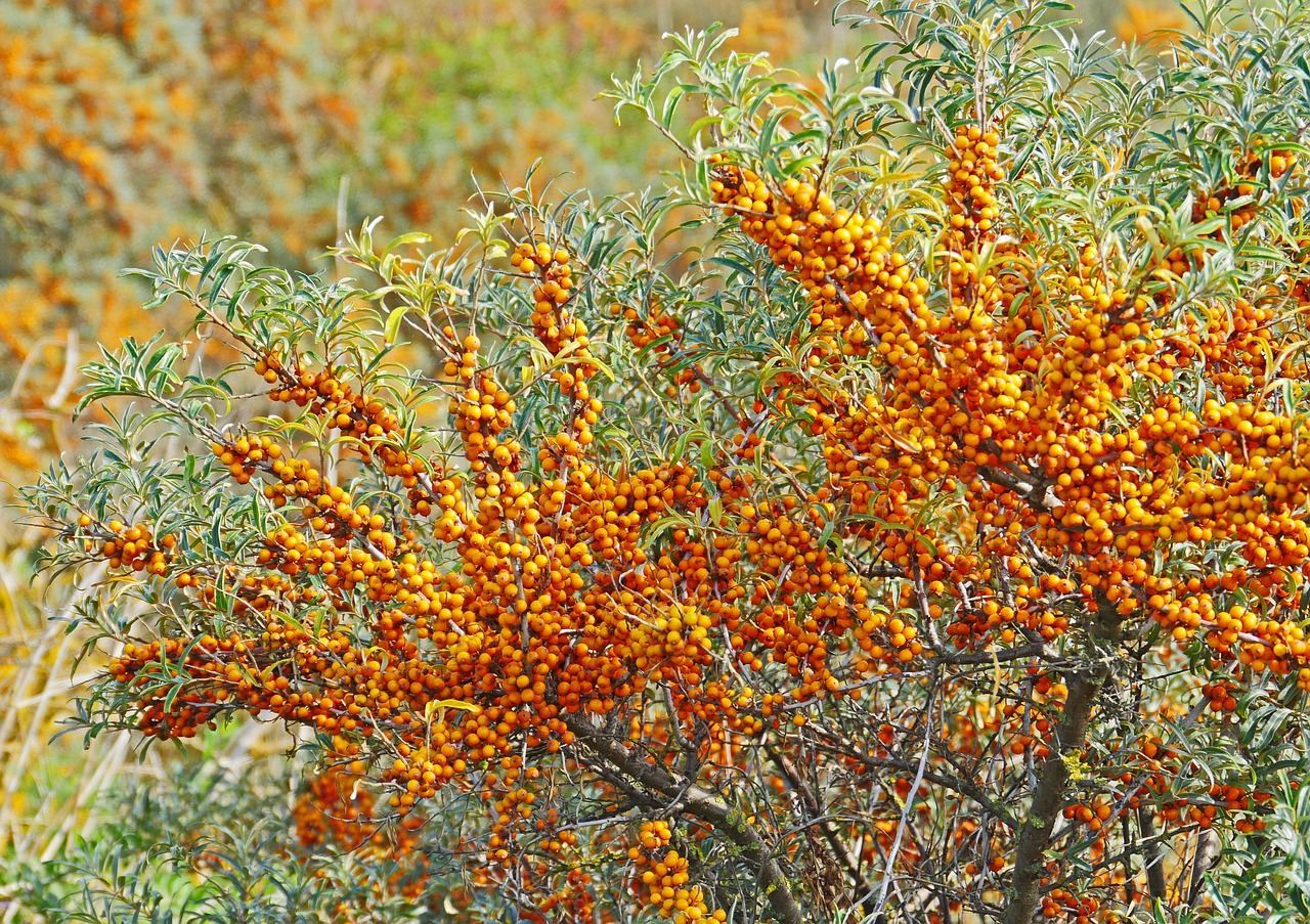Image - sea buckthorn berries infructescence