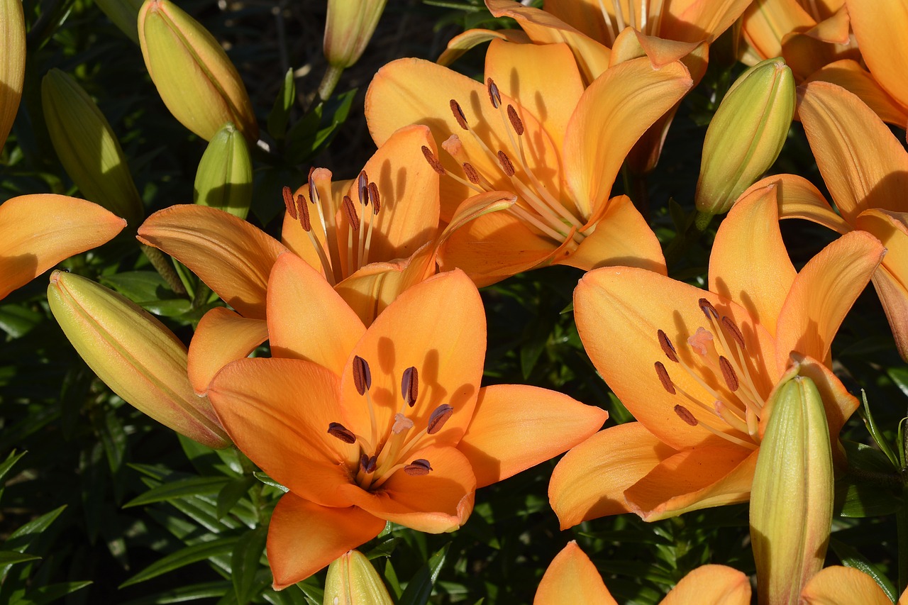 Image - lily blossom bloom flower garden