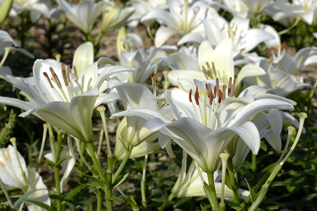 Image - lily blossom bloom flower garden