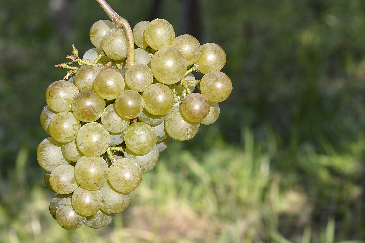 Image - grapes fruit green green grapes