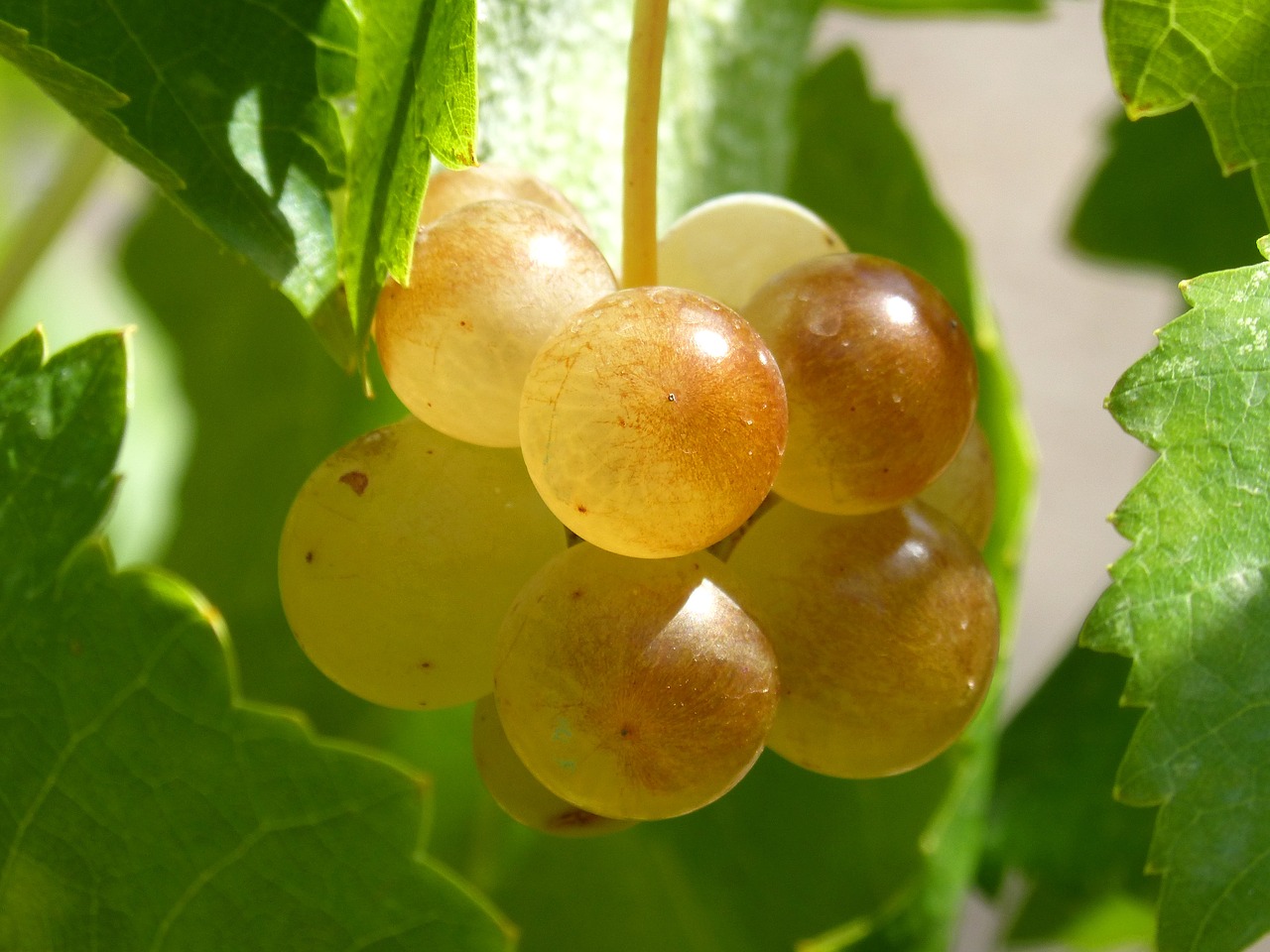 Image - ripe grapes vintage vine