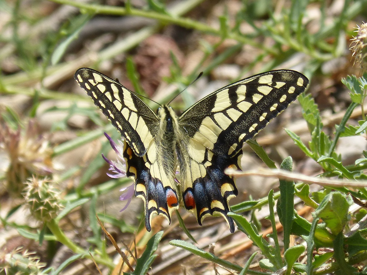 Image - machaon butterfly queen flower