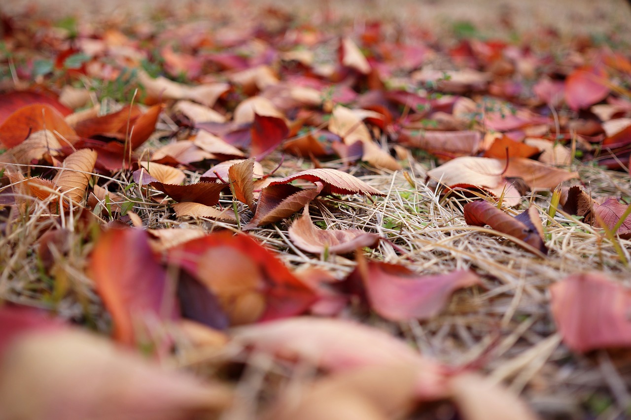 Image - late autumn leaves backyard