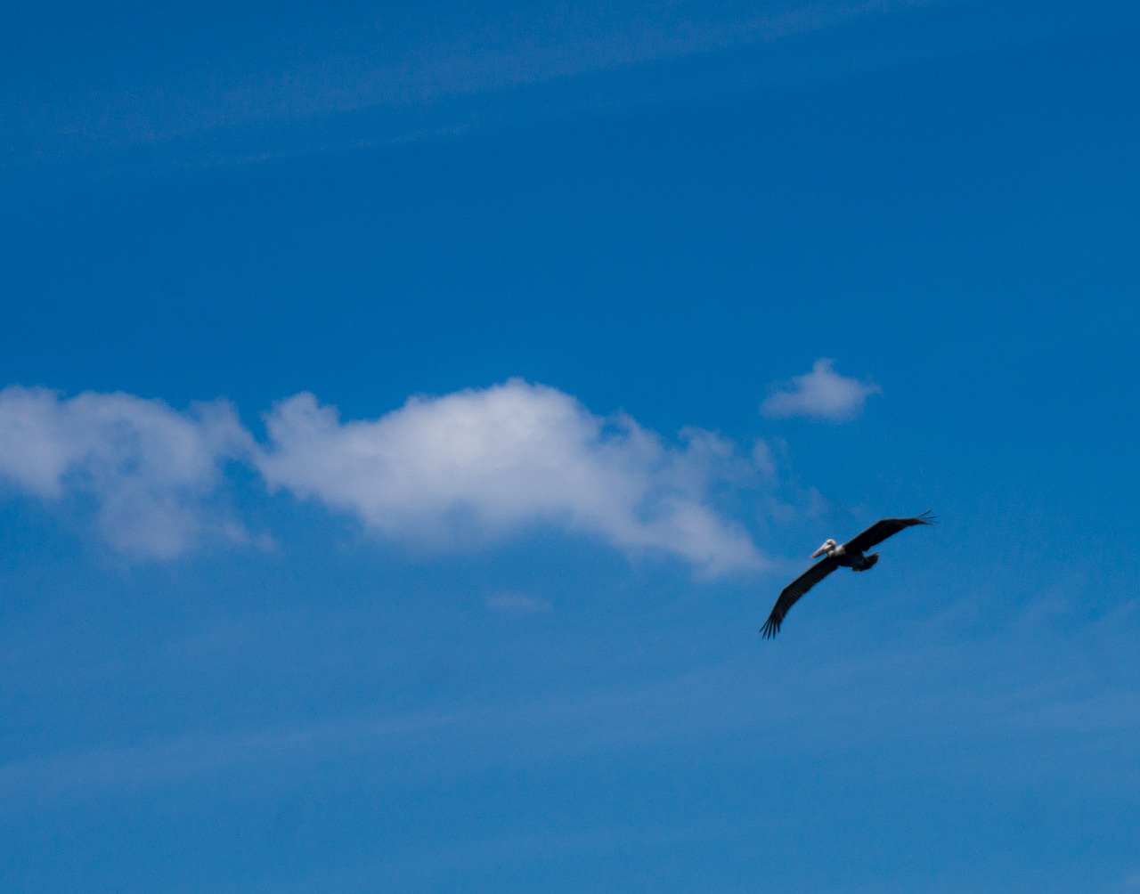 Image - sky pelikan clouds fly