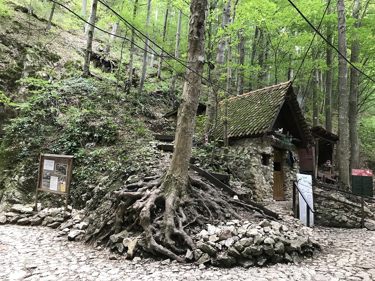 Image - forest cottage witch transylvania