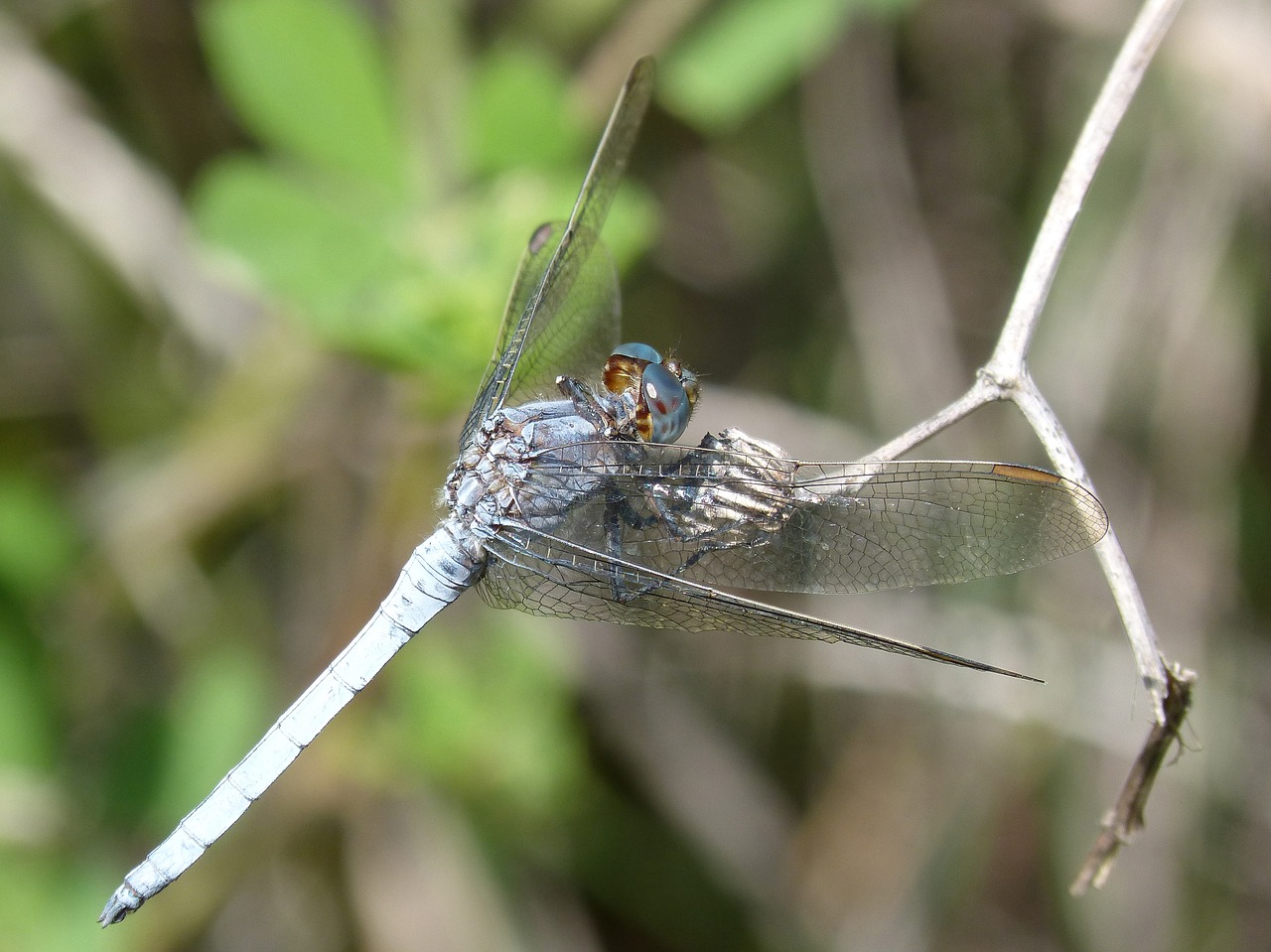 Image - blue dragonfly branch wetland