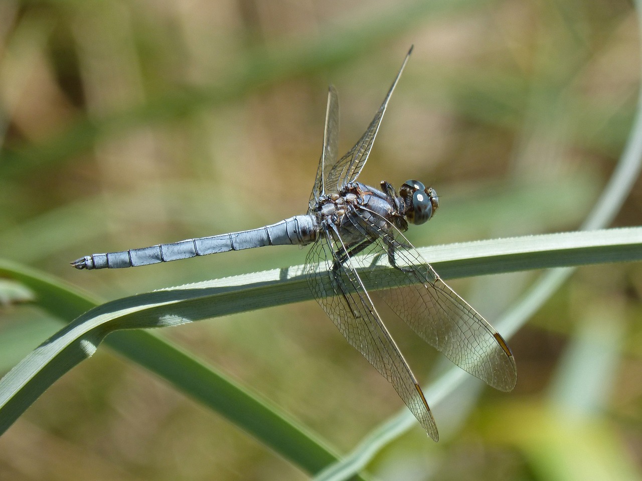 Image - blue dragonfly american cane wetland