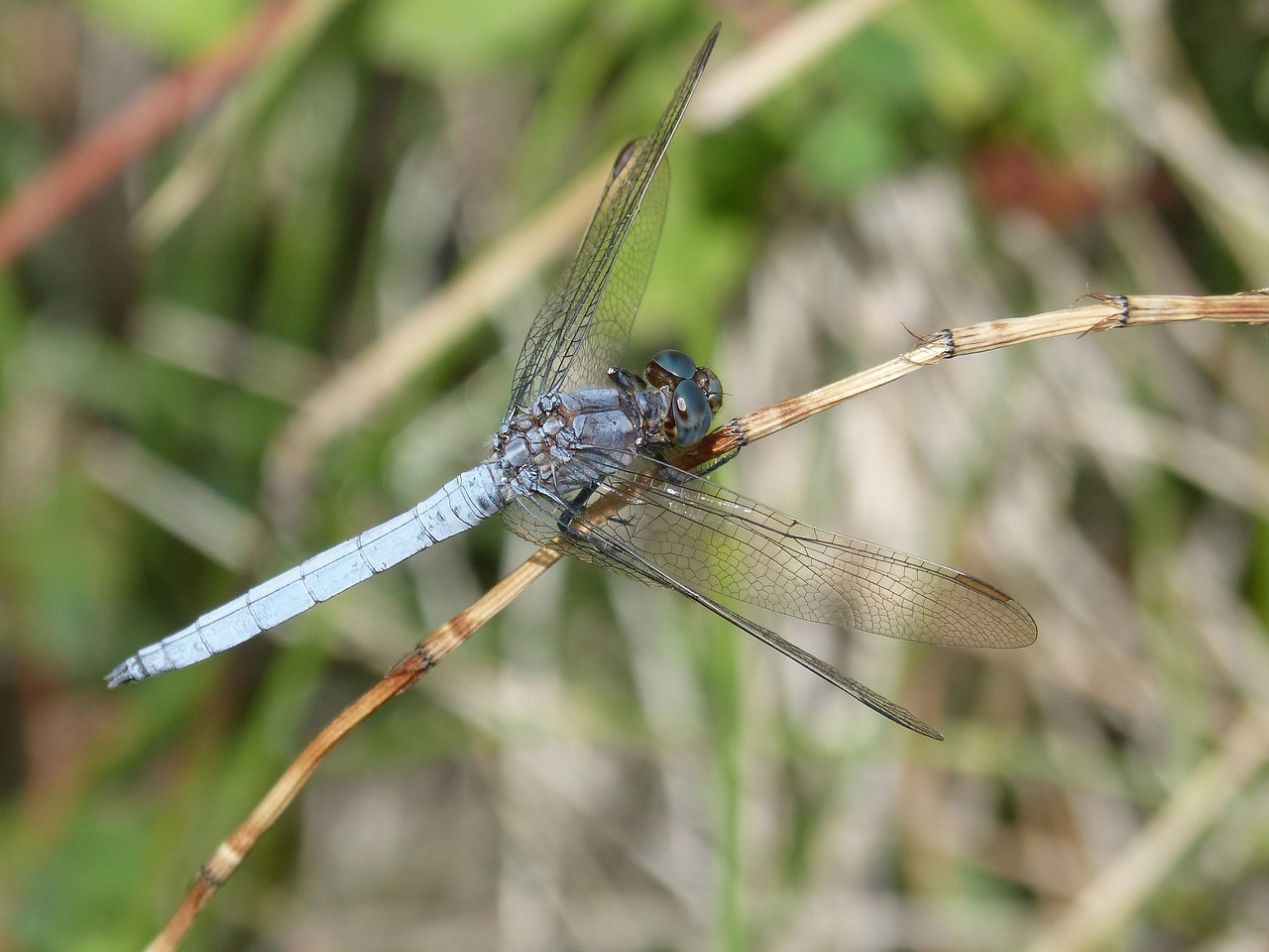 Image - blue dragonfly branch wetland