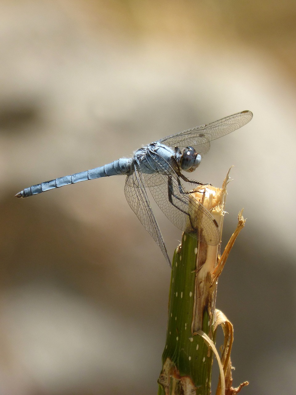 Image - blue dragonfly branch wetland