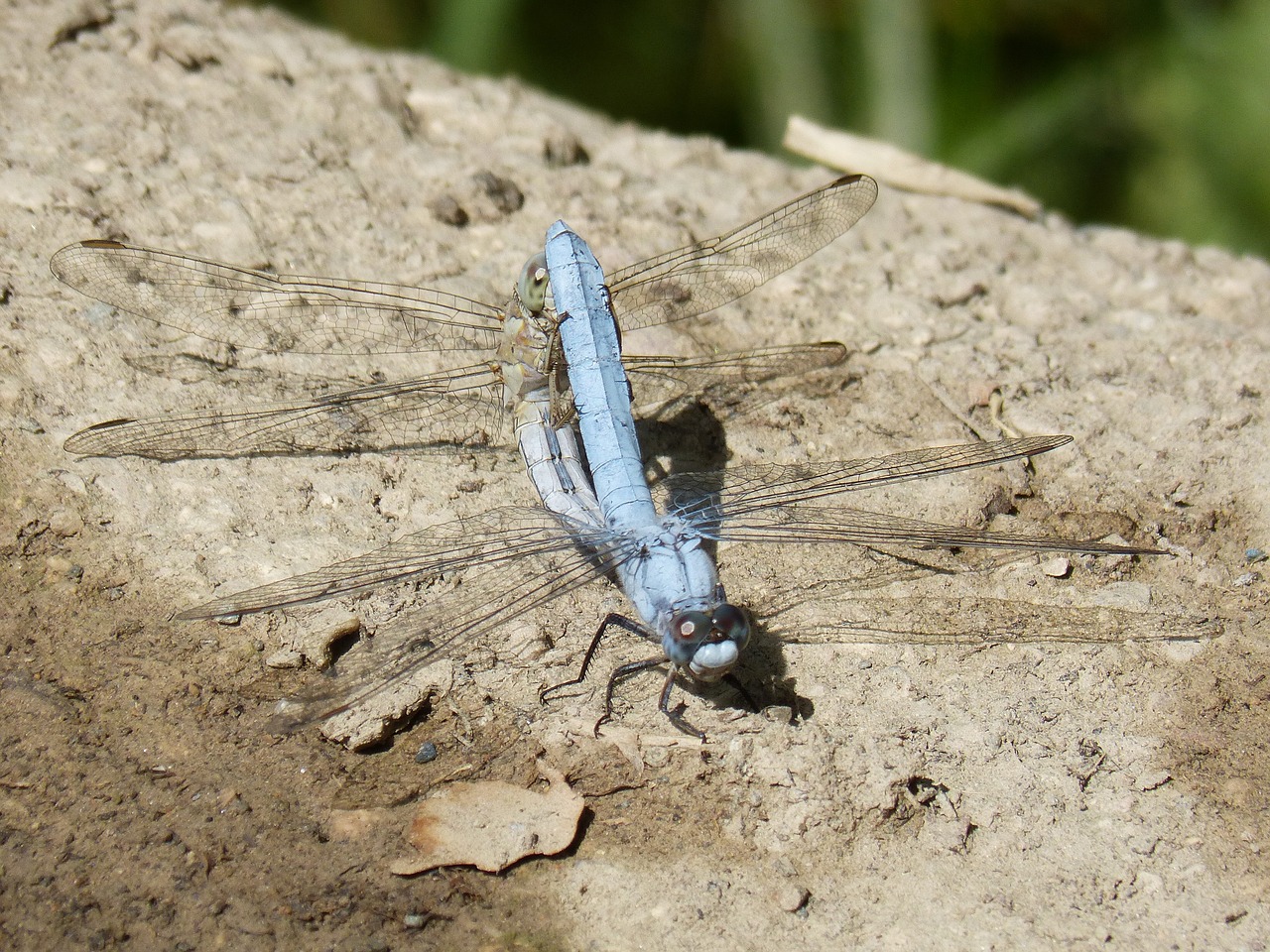 Image - blue dragonfly couple mating